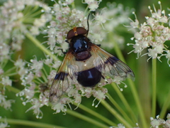 Volucella pellucens