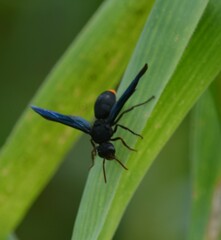 Synagris