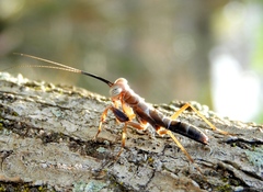 Mantoida maya