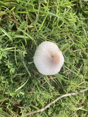 Leucoagaricus americanus
