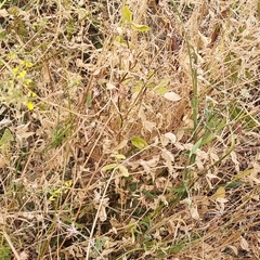 Lathyrus tuberosus