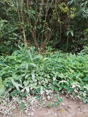 Hedychium coronarium