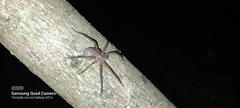 Lycosoidea