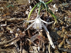 Pancratium maritimum