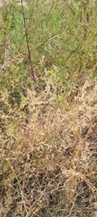Lathyrus tuberosus
