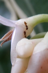 Formicidae