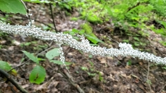 Grylloprociphilus imbricator