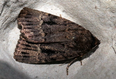Amphipyra pyramidea