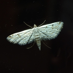 Parapoynx allionealis