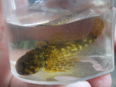 Cottus
