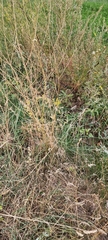 Lathyrus tuberosus