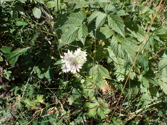 Astrantia major