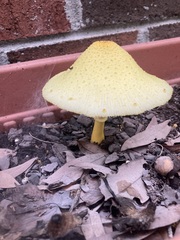 Leucocoprinus birnbaumii