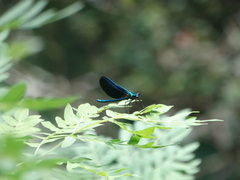 Calopteryx virgo