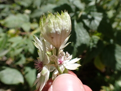 Astrantia major