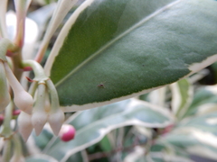 Formicidae
