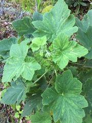 Pelargonium papilionaceum