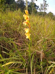 Gladiolus