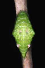 Prolimacodes badia