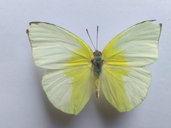 Catopsilia pomona