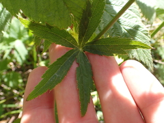 Astrantia major