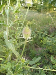 Dipsacus fullonum