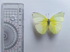 Catopsilia pomona