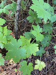 Geranium macrorrhizum