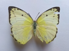 Catopsilia pomona