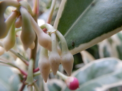 Formicidae