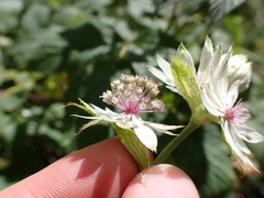 Astrantia major