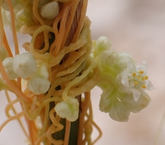 Cuscuta pentagona