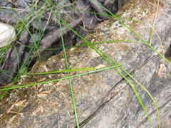 Eleocharis palustris
