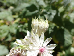 Astrantia major