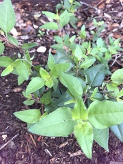 Ageratina havanensis