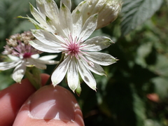 Astrantia major