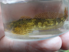 Cottus