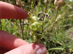 Rhinanthus alectorolophus