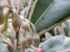 Formicidae
