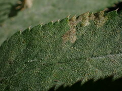 Erysiphe heraclei