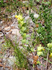 Rhinanthus alectorolophus