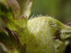 Rhinanthus alectorolophus
