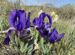 Iris lutescens
