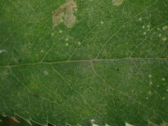 Erysiphe heraclei