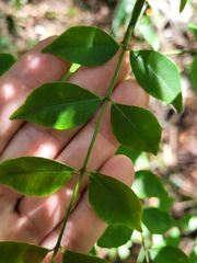 Zanthoxylum scandens