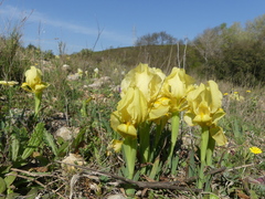 Iris lutescens