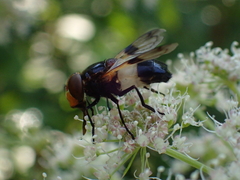 Volucella pellucens