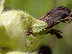 Rhinanthus alectorolophus