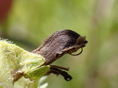 Rhinanthus alectorolophus
