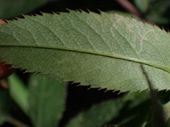 Erysiphe heraclei